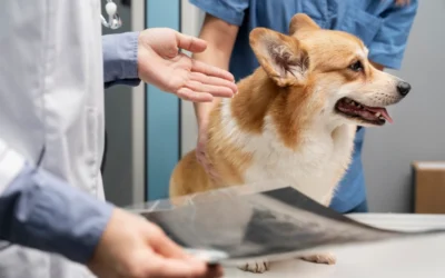 spinal injury in dogs