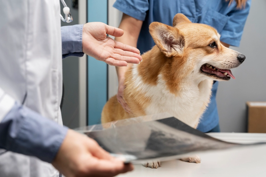 spinal injury in dogs