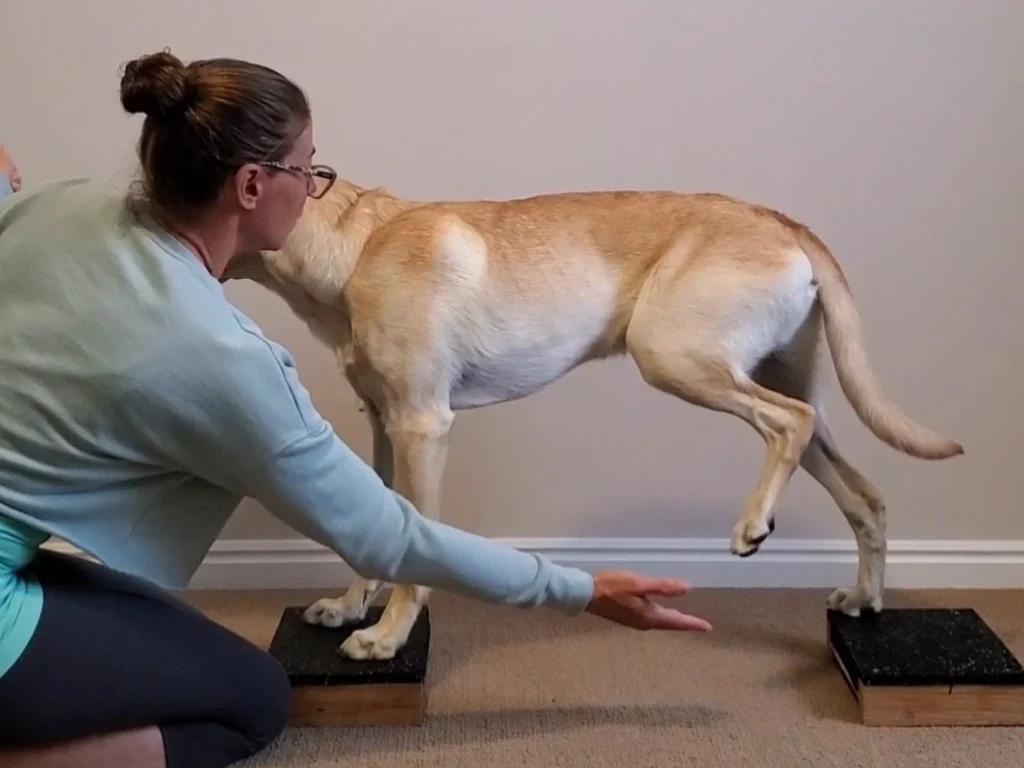 Treating Sprains in Dogs Safely