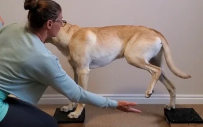 Treating Sprains in Dogs Safely