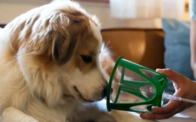 Pneumonia in Dogs