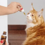 Symptoms of Heart Disease in Cats