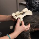 Hip and Joint Pain Relief Options for Dogs