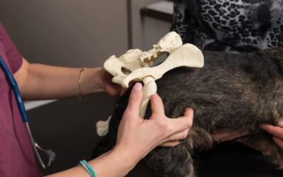 Hip and Joint Pain Relief Options for Dogs