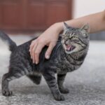 cat hit by car injuries