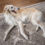 dog back leg paralysis treatment