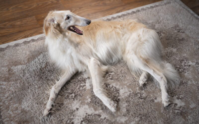 dog back leg paralysis treatment