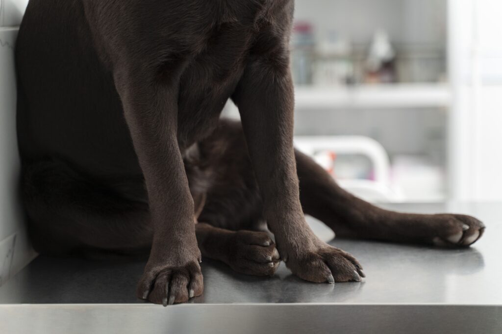 dog femur bone fracture