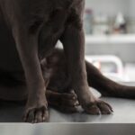 dog femur bone fracture