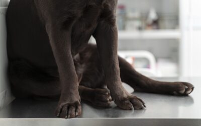 dog femur bone fracture