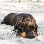 early signs of grape toxicity in dogs