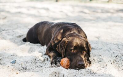 early signs of grape toxicity in dogs