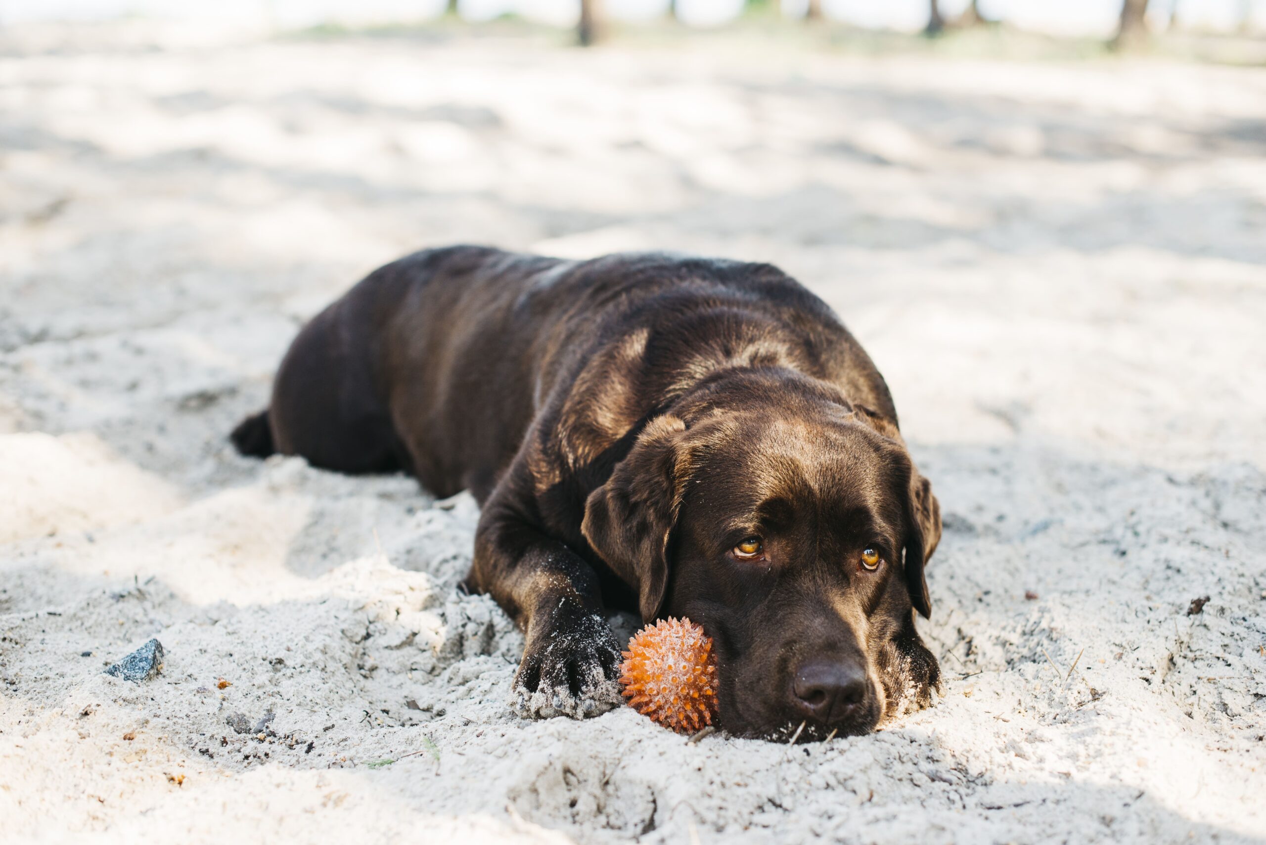 Grape Consumption In Dogs Swelling Symptoms Reference: Early Signs Of Grape Toxicity In Dogs That Should Never