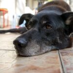 causes of seizures in older dogs​