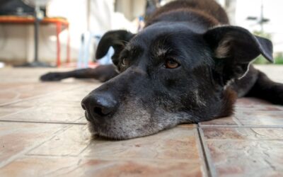 causes of seizures in older dogs​