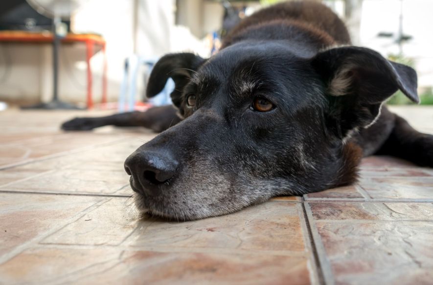 causes of seizures in older dogs​