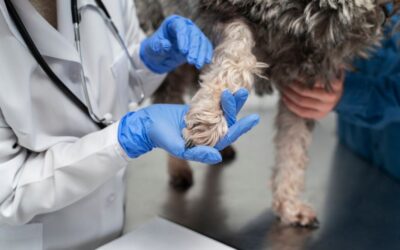 dog leg sprain vs fracture