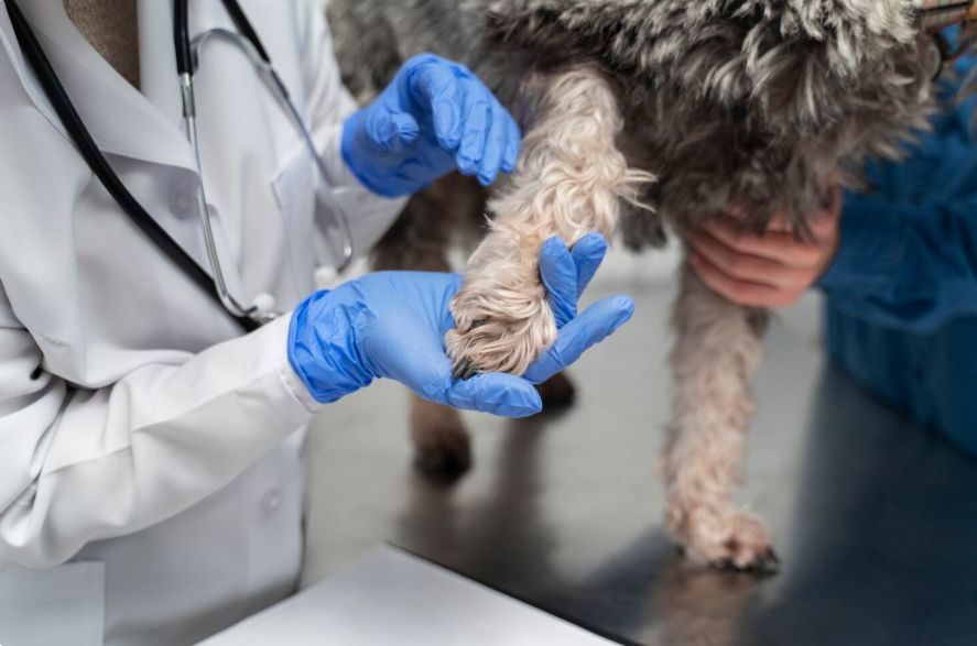 dog leg sprain vs fracture