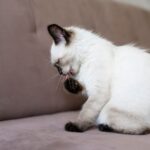 feline upper respiratory infection treatment