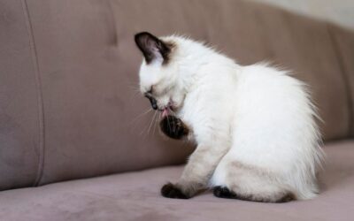 feline upper respiratory infection treatment