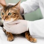 what are the symptoms of urinary blockage in cats