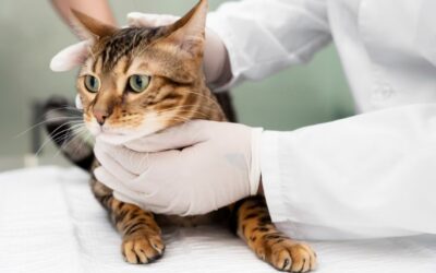 what are the symptoms of urinary blockage in cats