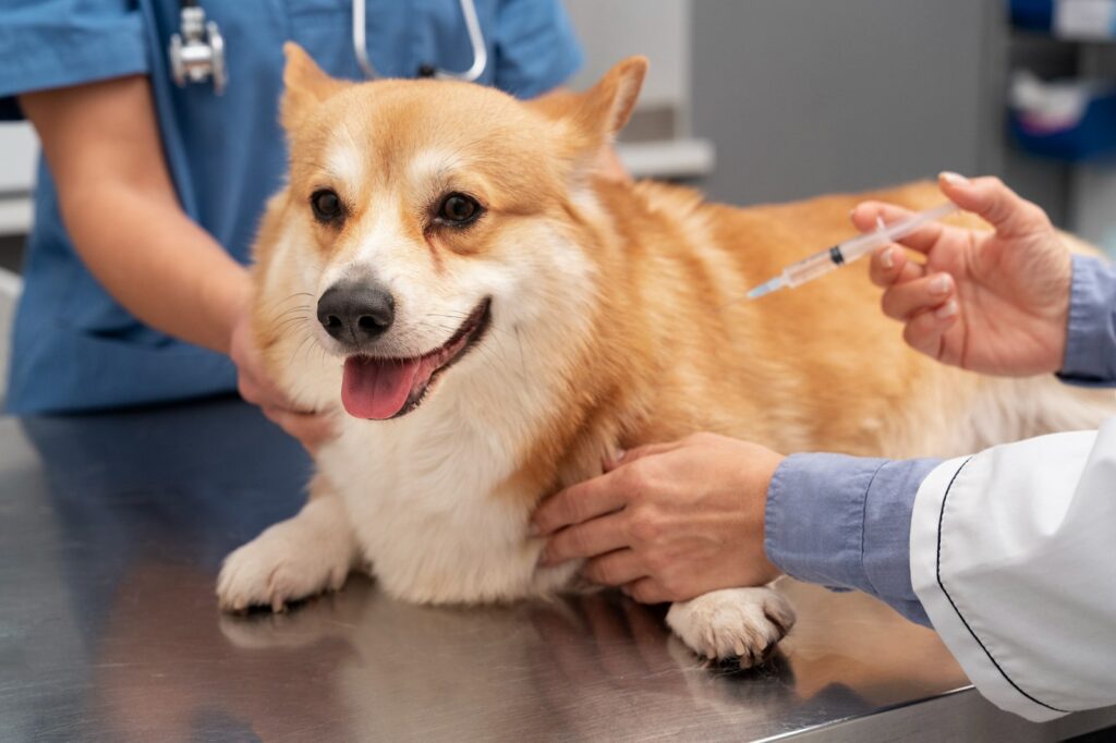 dog parvovirus treatment