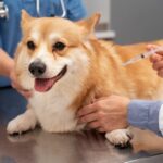 dog parvovirus treatment