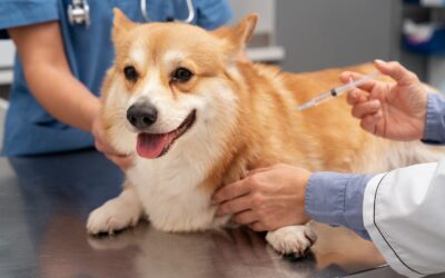 dog parvovirus treatment