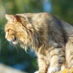 how to treat cat asthma attack at home