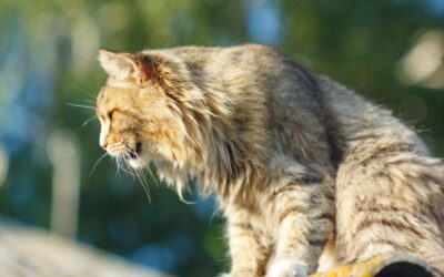 how to treat cat asthma attack at home