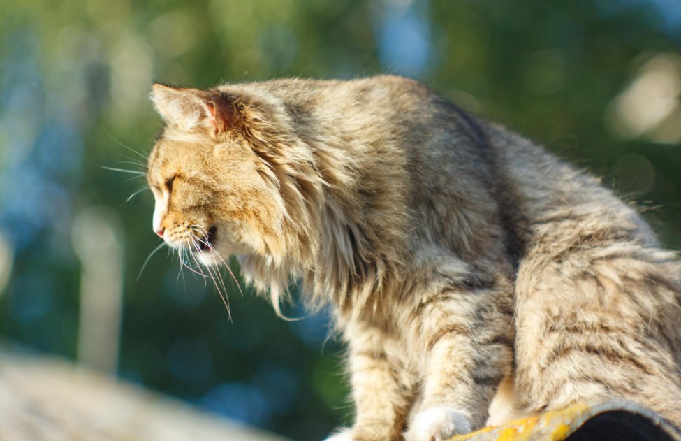 how to treat cat asthma attack at home