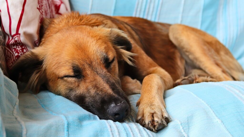 what are symptoms of anemia in dogs