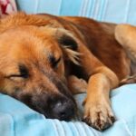 what are symptoms of anemia in dogs