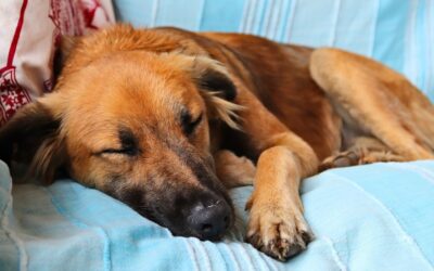 what are symptoms of anemia in dogs