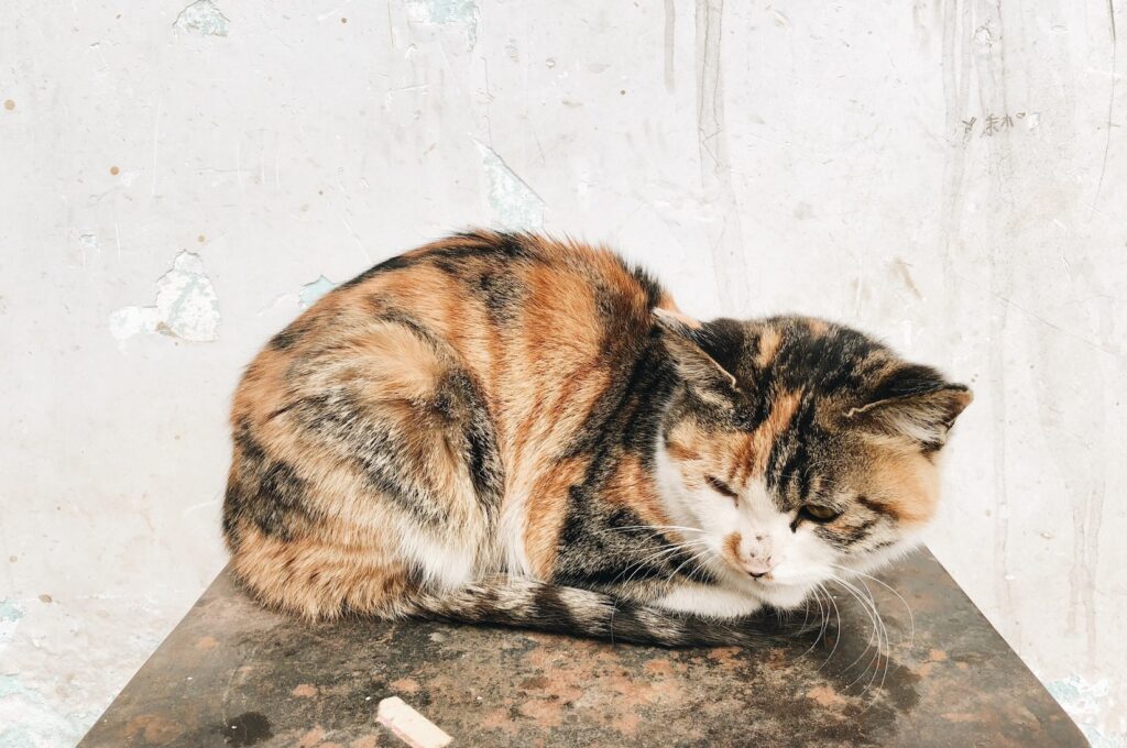 what can cause kidney failure in cats