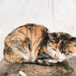 what can cause kidney failure in cats