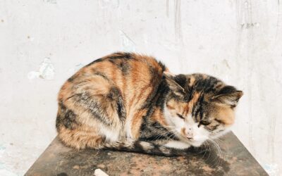 what can cause kidney failure in cats