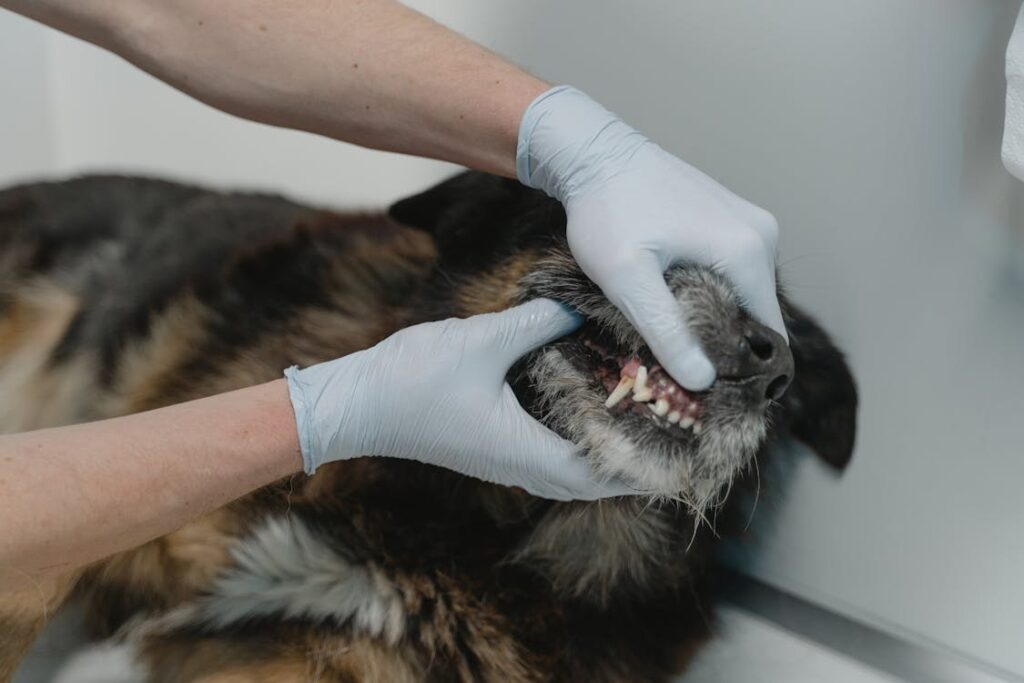 are pale gums in dogs an emergency