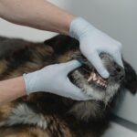 are pale gums in dogs an emergency