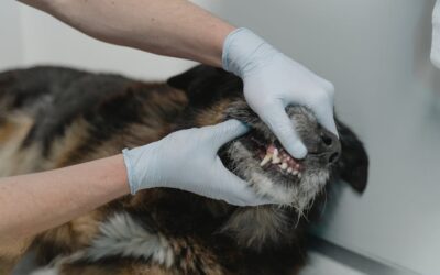 are pale gums in dogs an emergency