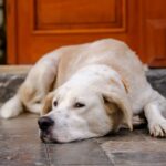 dog internal bleeding symptoms