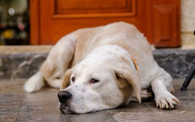dog internal bleeding symptoms