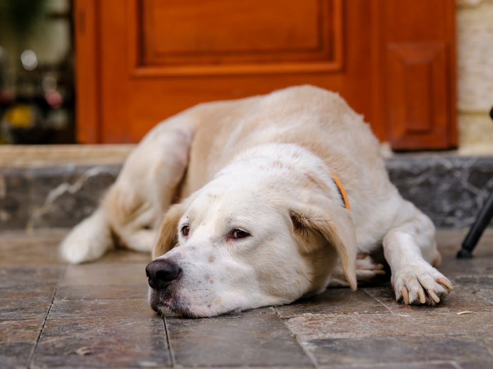 dog internal bleeding symptoms