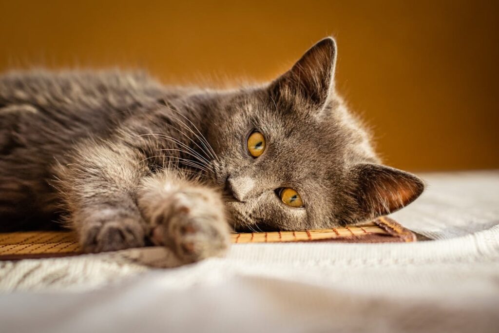 what causes lymphoma in cats
