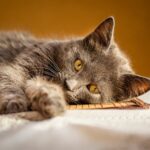 what causes lymphoma in cats
