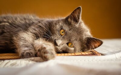 what causes lymphoma in cats