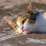what is vestibular disease in cats