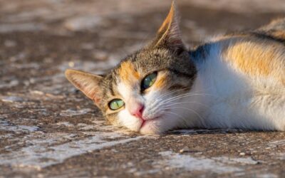 what is vestibular disease in cats