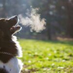 can vestibular disease in dogs be cured